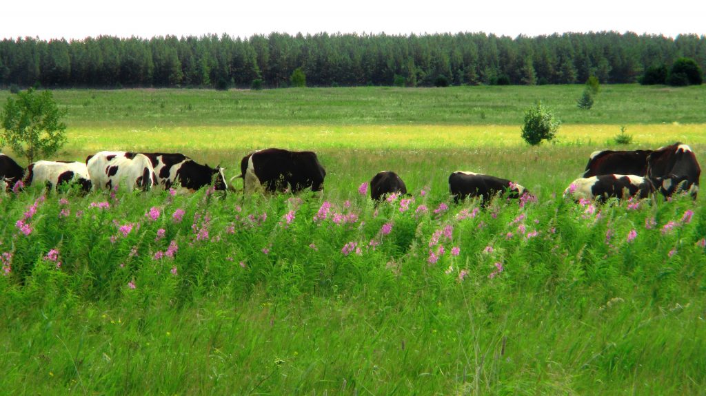 Image of a field of cows grazing among wild flowers.